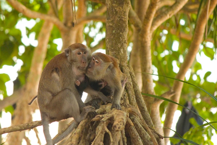 Koh Lanta's Monkeys